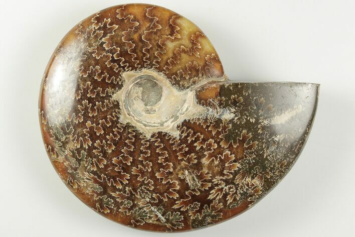 4.2" Polished Ammonite Fossil - Madagascar